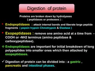 Hormonal regulation of proteins metabolism | PPTX