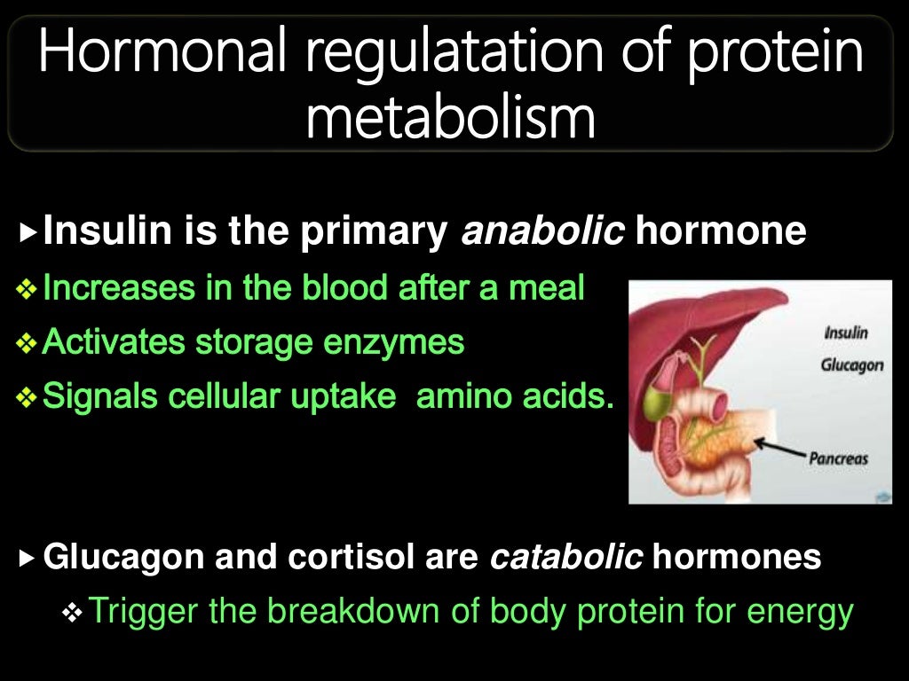 Hormonal regulation of proteins metabolism