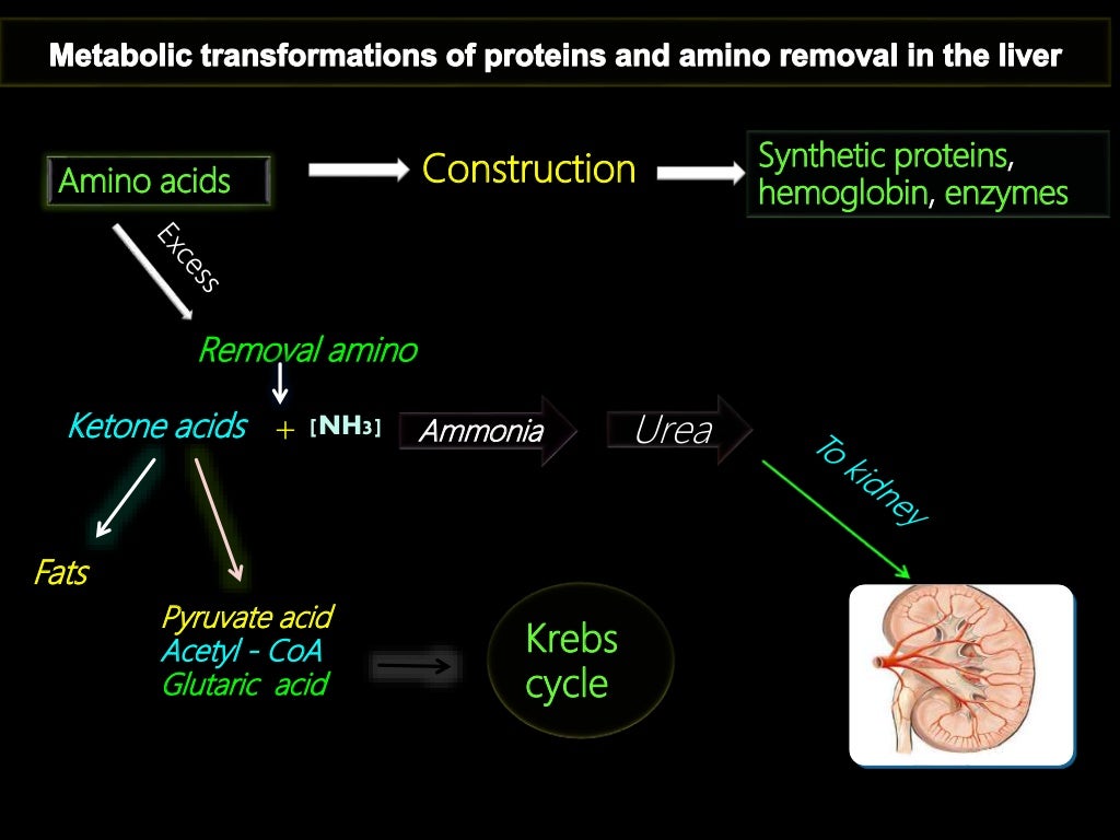 Hormonal regulation of proteins metabolism