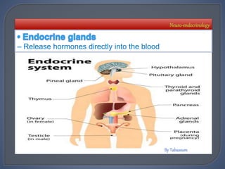 – Release hormones directly into the blood
 