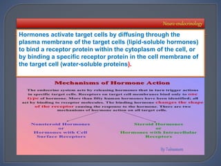 Hormones activate target cells by diffusing through the
plasma membrane of the target cells (lipid-soluble hormones)
to bind a receptor protein within the cytoplasm of the cell, or
by binding a specific receptor protein in the cell membrane of
the target cell (water-soluble proteins).
 