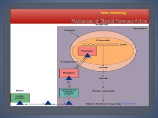 Neuro-endocrinology
 