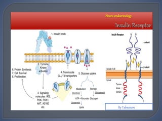 Neuro-endocrinology
 