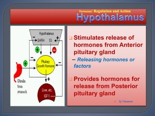  Stimulates release of
hormones from Anterior
pituitary gland
– Releasing hormones or
factors
 Provides hormones for
release from Posterior
pituitary gland

 