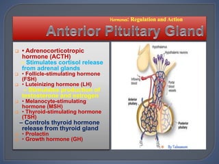  • Adrenocorticotropic
hormone (ACTH)
– Stimulates cortisol release
from adrenal glands
 • Follicle-stimulating hormone
(FSH)
 • Luteinizing hormone (LH)
– Stimulates production of
testosterone and estrogen
 • Melanocyte-stimulating
hormone (MSH)
 • Thyroid-stimulating hormone
(TSH)
– Controls thyroid hormone
release from thyroid gland
 • Prolactin
 • Growth hormone (GH)

 