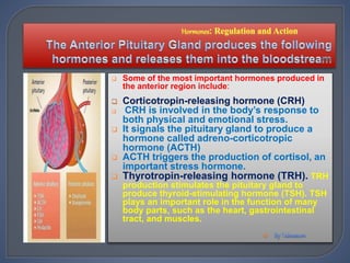  Some of the most important hormones produced in
the anterior region include:
 Corticotropin-releasing hormone (CRH)
 CRH is involved in the body’s response to
both physical and emotional stress.
 It signals the pituitary gland to produce a
hormone called adreno-corticotropic
hormone (ACTH)
 ACTH triggers the production of cortisol, an
important stress hormone.
 Thyrotropin-releasing hormone (TRH). TRH
production stimulates the pituitary gland to
produce thyroid-stimulating hormone (TSH). TSH
plays an important role in the function of many
body parts, such as the heart, gastrointestinal
tract, and muscles.

 