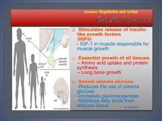 – IGF-1 in muscle responsible for
muscle growth

– Amino acid uptake and protein
synthesis
– Long bone growth
-Reduces the use of plasma
glucose
-Increases gluconeogenesis
-Mobilizes fatty acids from
adipose tissue 
 