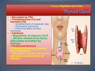  – Establishment of metabolic rate
 – Permissive hormones
 Permit full effect of other
hormones
– Regulation of plasma Ca+2
Blocks release from bone,
stimulates excretion by
kidneys
– Primary hormone in plasma
Ca+2 regulation
Stimulates release from bone,
stimulates reabsorption by
 kidneys

 