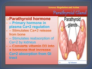  – Primary hormone in
plasma Ca+2 regulation
 – Stimulates reabsorption of
Ca+2 by kidneys
 Ca+2 absorption from GI
tract

 