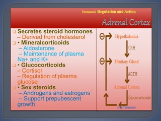  Secretes steroid hormones
– Derived from cholesterol
 • Mineralcorticoids
– Aldosterone
– Maintenance of plasma
Na+ and K+
 • Glucocorticoids
– Cortisol
– Regulation of plasma
glucose
 • Sex steroids
– Androgens and estrogens
– Support prepubescent
growth
 