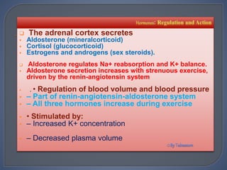  The adrenal cortex secretes
 Aldosterone (mineralcorticoid)
 Cortisol (glucocorticoid)
 Estrogens and androgens (sex steroids).
 Aldosterone regulates Na+ reabsorption and K+ balance.
 Aldosterone secretion increases with strenuous exercise,
driven by the renin-angiotensin system
 . • Regulation of blood volume and blood pressure
 – Part of renin-angiotensin-aldosterone system
 – All three hormones increase during exercise
 • Stimulated by:
 – Increased K+ concentration
 – Decreased plasma volume
 