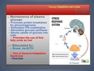 
– Promotes protein breakdown
for gluconeogenesis
– Stimulates FFA mobilization
– Stimulates glucose synthesis
– Blocks uptake of glucose into
cells
 Promotes the use of free
fatty acids as fuel

 – Stress, via ACTH
 Part of General Adaptation
Syndrome
 – Exercise
 