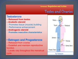 – Released from testes
– Anabolic steroid
Promotes tissue (muscle) building
Performance enhancement
– Androgenic steroid
Promotes masculine characteristics
– Released from ovaries
– Establish and maintain reproductive
function
– Levels vary throughout the menstrual
cycle
 