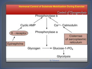 Hormonal Control of Substrate Mobilization During Exercise
 