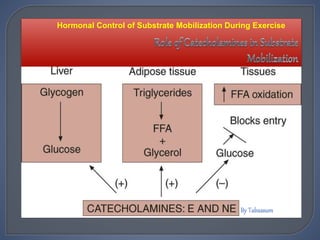 Hormonal Control of Substrate Mobilization During Exercise
 