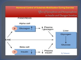 Hormonal Control of Substrate Mobilization During Exercise
 