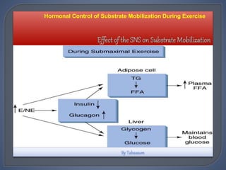 Hormonal Control of Substrate Mobilization During Exercise
 