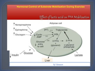 Hormonal Control of Substrate Mobilization During Exercise
 