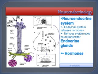 – Endocrine system
releases hormones
– Nervous system uses
neurotransmitter
 