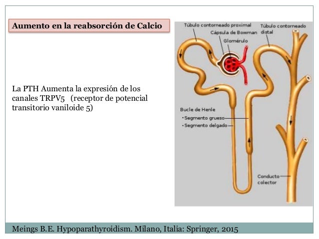 Resultado de imagen para La hormona paratiroidea aumenta la reabsorciÃ³n de calcio.