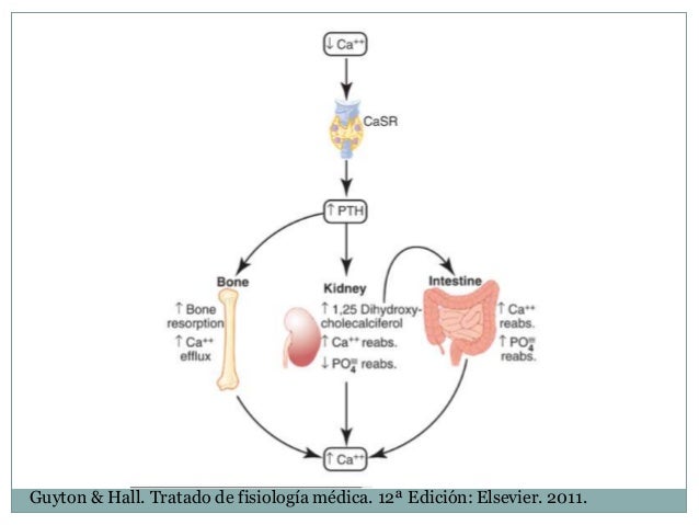 Vivir con metabolismo del hierro analitica