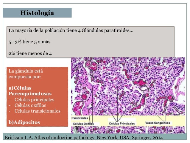 Histologia fisiologia e anatomia humana