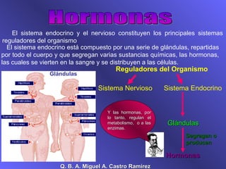 Hormonas El sistema endocrino y el nervioso constituyen los principales sistemas reguladores del organismo  El sistema endocrino está compuesto por una serie de glándulas, repartidas por todo el cuerpo y que segregan varias sustancias químicas, las hormonas, las cuales se vierten en la sangre y se distribuyen a las células.  Sistema Nervioso  Sistema Endocrino  Reguladores del Organismo Glándulas Hormonas Segregan o  producen Y las hormonas, por lo tanto, regulan el metabolismo,  o a las enzimas. Glándulas Q. B. A. Miguel A. Castro Ramírez 