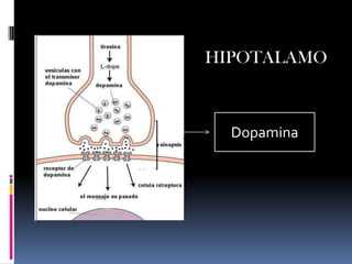 HIPOTALAMO Dopamina 