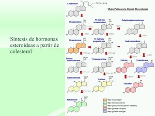 Síntesis de hormonas  esteroideas a partir de  colesterol 
