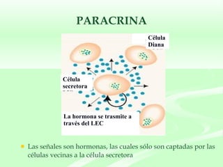 PARACRINA Las señales son hormonas, las cuales sólo son captadas por las células vecinas a la célula secretora Célula  Diana Célula  secretora  La hormona se trasmite a través del LEC 