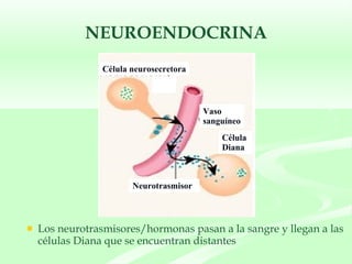 NEUROENDOCRINA Los neurotrasmisores/hormonas pasan a la sangre y llegan a las células Diana que se encuentran distantes Vaso  sanguíneo Célula  Diana Neurotrasmisor Célula neurosecretora 