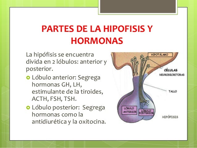 Hormonas
