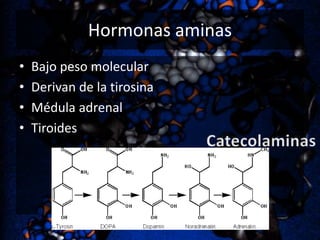 Hormonas aminas
•
•
•
•

Bajo peso molecular
Derivan de la tirosina
Médula adrenal
Tiroides

 