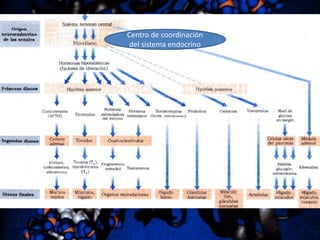 Centro de coordinación
del sistema endocrino

 