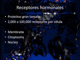 Receptores hormonales
• Proteínas gran tamaño
• 2,000 a 100,000 receptores por célula
• Membrana
• Citoplasma
• Núcleo

 