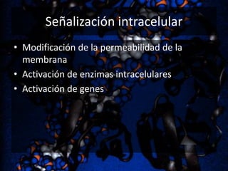 Señalización intracelular
• Modificación de la permeabilidad de la
membrana
• Activación de enzimas intracelulares
• Activación de genes

 