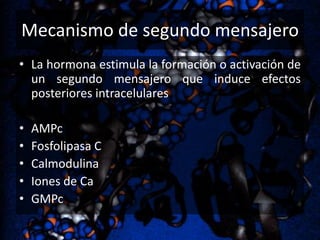Mecanismo de segundo mensajero
• La hormona estimula la formación o activación de
un segundo mensajero que induce efectos
posteriores intracelulares

•
•
•
•
•

AMPc
Fosfolipasa C
Calmodulina
Iones de Ca
GMPc

 