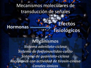 Mecanismos moleculares de
transducción de señales

 