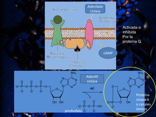 Adenilato
ciclasa

Activada o
inhibida
Por la
proteína G
cAMP

Adenilil
ciclasa

pirofosfato

Proteína
cinasa A
o canales
iónicos

 