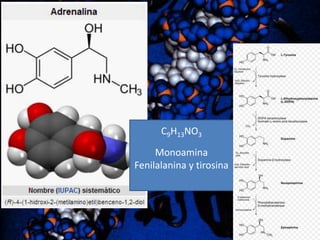 C9H13NO3

Monoamina
Fenilalanina y tirosina

 