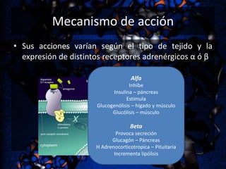 Mecanismo de acción
• Sus acciones varían según el tipo de tejido y la
expresión de distintos receptores adrenérgicos α ó β
Alfa
Inhibe
Insulina – páncreas
Estimula
Glucogenólisis – hígado y músculo
Glucólisis – músculo

Beta
Provoca secreción
Glucagón – Páncreas
H Adrenocorticotropica – Pituitaria
Incrementa lipólisis

 