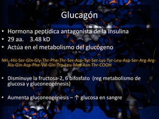 Glucagón
• Hormona peptídica antagonista de la insulina
• 29 aa. 3.48 kD
• Actúa en el metabolismo del glucógeno
NH2-His-Ser-Gln-Gly-Thr-Phe-Thr-Ser-Asp-Tyr-Ser-Lys-Tyr-Leu-Asp-Ser-Arg-ArgAla-Gln-Asp-Phe-Val-Gln-Trp-Leu-Met-Asn-Thr-COOH

• Disminuye la fructosa-2, 6 bifosfato (reg metabolismo de
glucosa y gluconeogénesis)
• Aumenta gluconeogénesis – ↑ glucosa en sangre

 