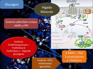 Glucagon

Hígado
Músculo

Sistema adenilato ciclasa
AMPc y PPi

Fosforila
Fosforilasaquinasa –
Fosforilasa b
Fosforilasa a – degrada
glucógeno
Fosforila PFK2
inhibiendola
(glucólisis)

4 AMPc – PKA
2 moduladores
2 catalíticos:

 