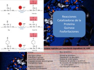 Reacciones
Catalizadoras de la
Proteína
Quinasa
Fosforilaciones

 