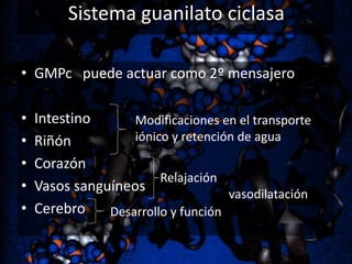 Sistema guanilato ciclasa
• GMPc puede actuar como 2º mensajero
•
•
•
•
•

Intestino
Modificaciones en el transporte
iónico y retención de agua
Riñón
Corazón
Relajación
Vasos sanguíneos
vasodilatación
Cerebro
Desarrollo y función

 