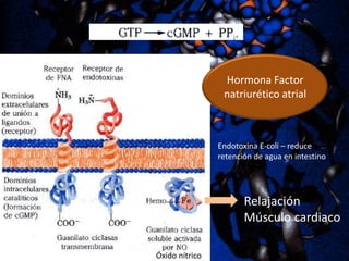 Hormona Factor
natriurético atrial

Endotoxina E-coli – reduce
retención de agua en intestino

Relajación
Músculo cardiaco
Óxido nítrico

 