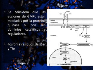 • Se considera que las
acciones de GMPc están
mediadas por la proteina
quinasa G con sus
dominios catalíticos y
reguladores.
• Fosforila residuos de Ser
y Thr

 