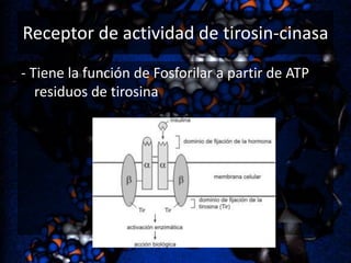 Receptor de actividad de tirosin-cinasa
- Tiene la función de Fosforilar a partir de ATP
residuos de tirosina

 