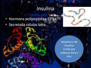 Insulina
• Hormona polipeptídica 51 aa
• Secretada células beta

Hexámero de
insulina
Unida por
cadenas beta y
zinc

 
