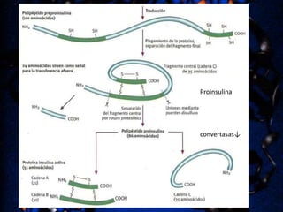 Proinsulina

convertasas↓

 